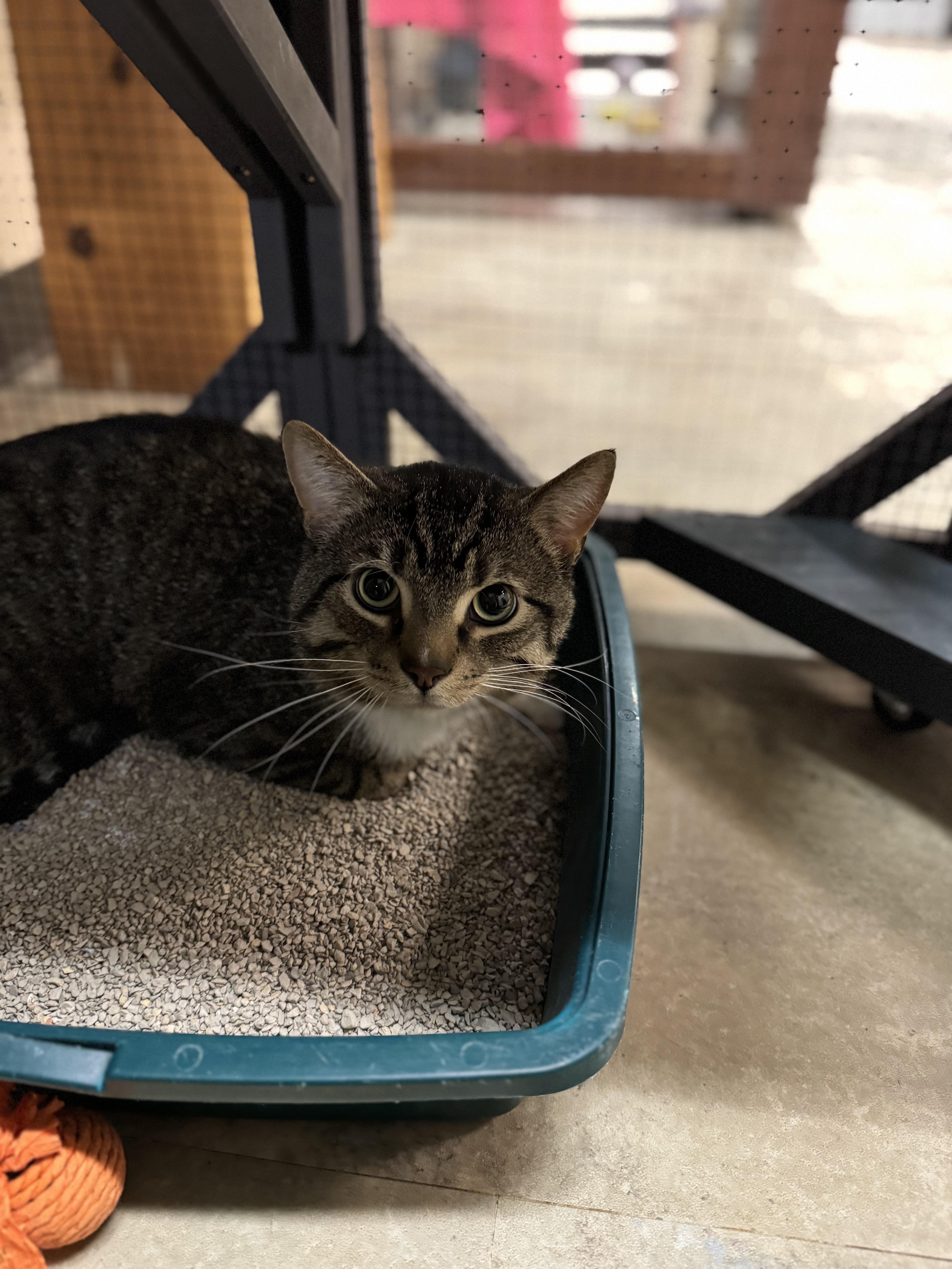 Enlarge Poncho, a ADOPTABLE Domestic Short Hair in Dodgeville, WI image 2/2