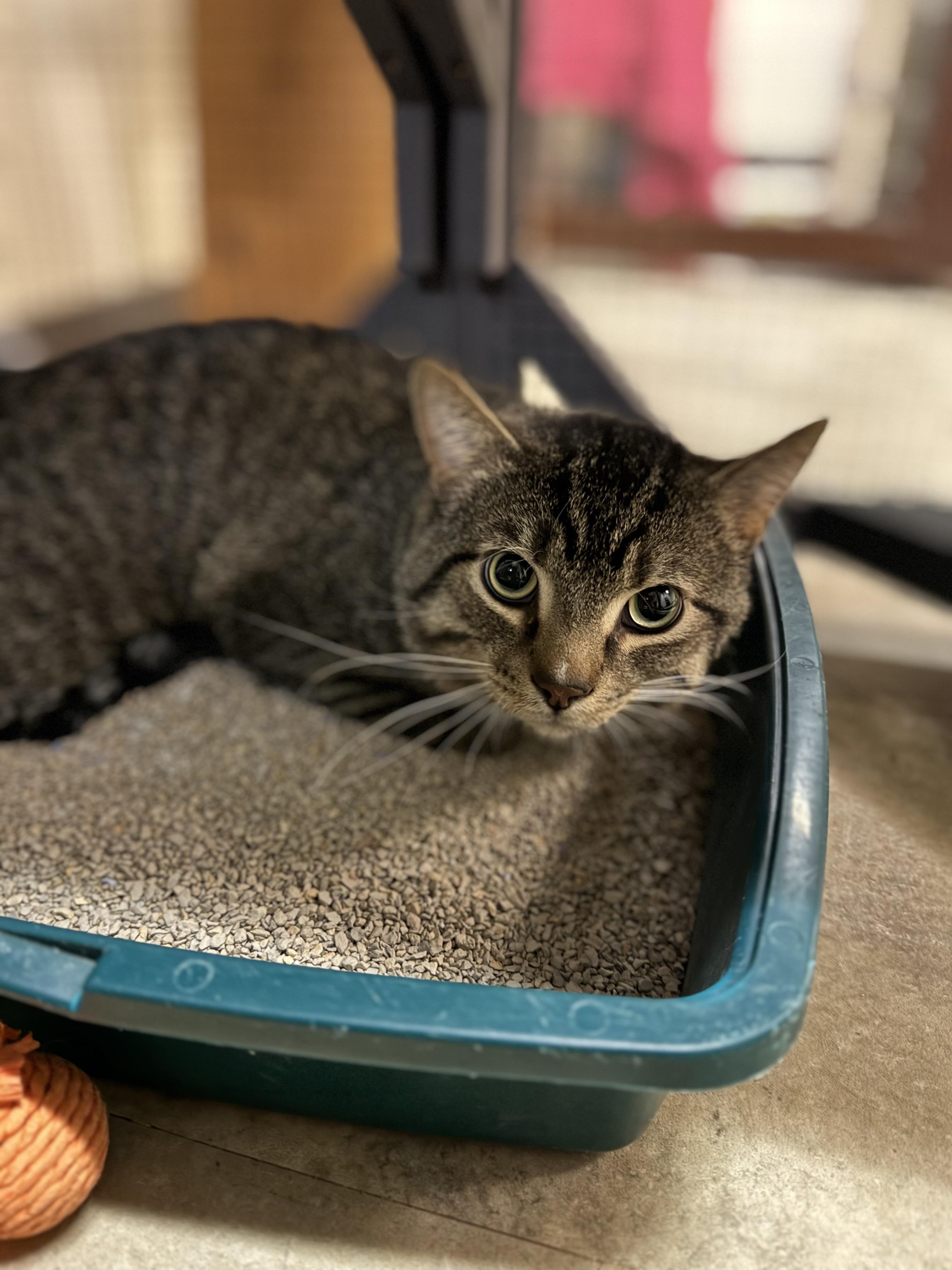 Poncho, ADOPTABLE, Adult Male Domestic Short Hair.