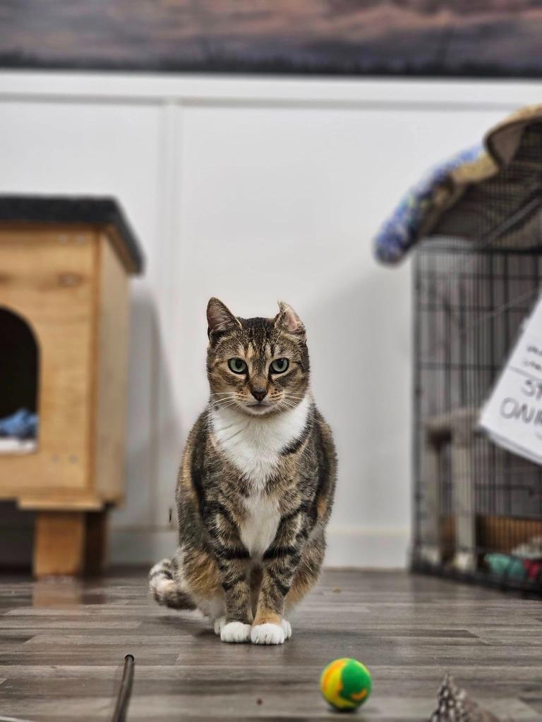 Primrose, Adoptable, Adult Female Domestic Short Hair.