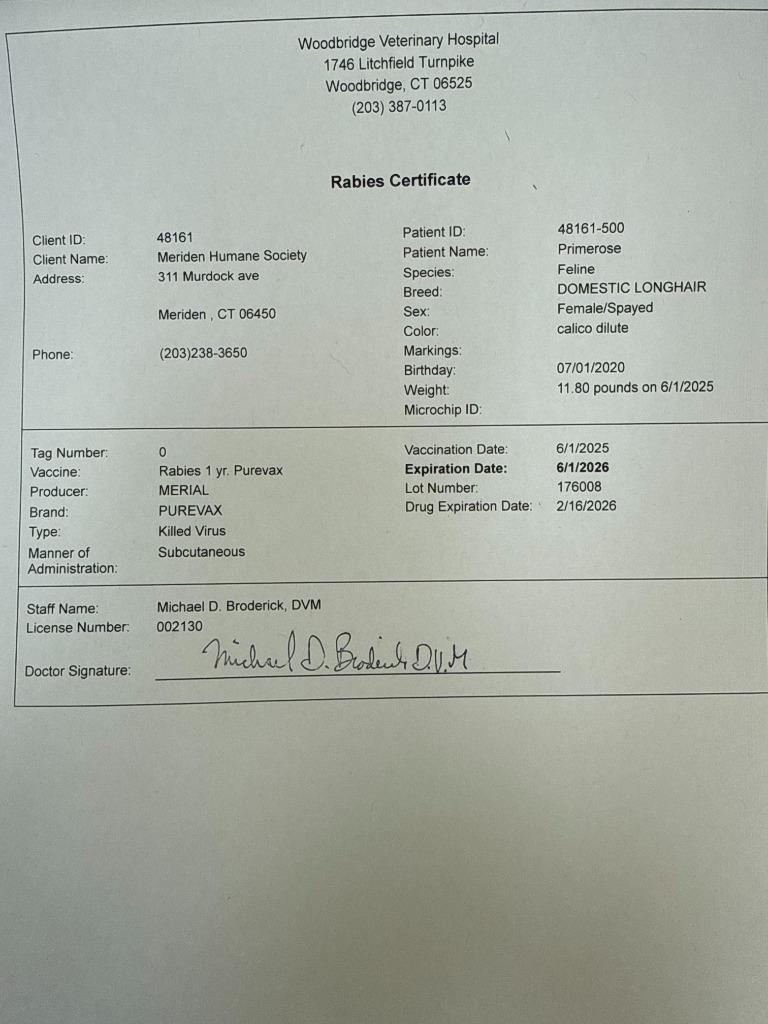 Primrose, a Adoptable mixed breed in Meriden, CT image 1/5