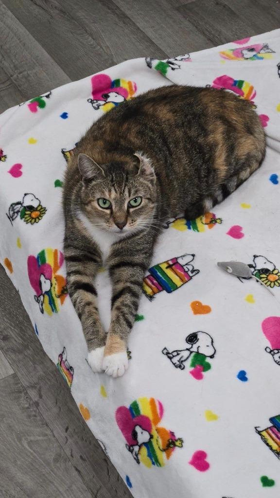 Primrose, Adoptable, Adult Female Domestic Short Hair.