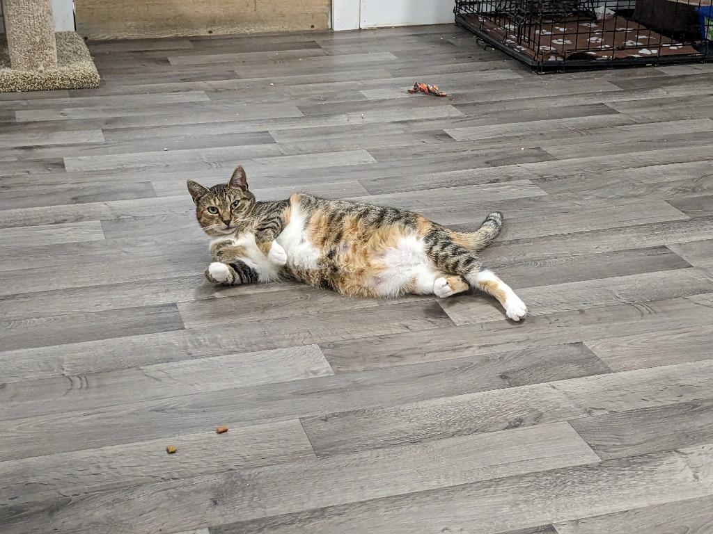 Primrose, a Adoptable mixed breed in Meriden, CT image 4/5