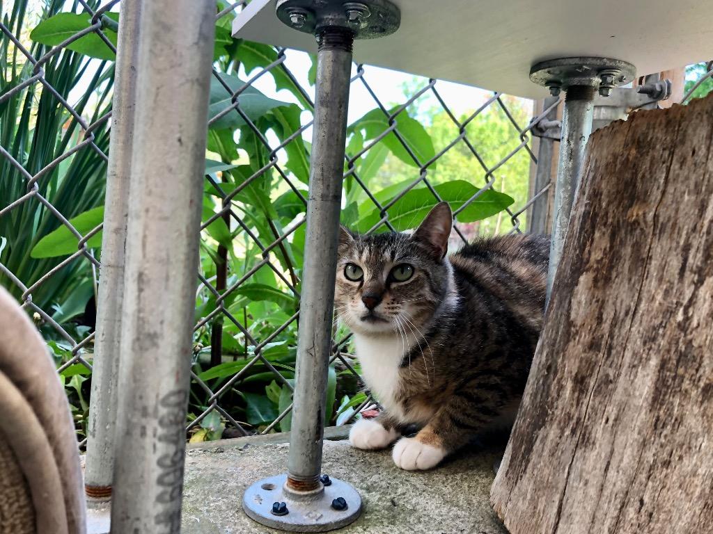 Primrose, a Adoptable mixed breed in Meriden, CT image 5/5