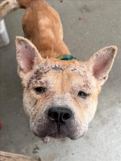 MO, ADOPTABLE, Young • Male, Chow Chow.