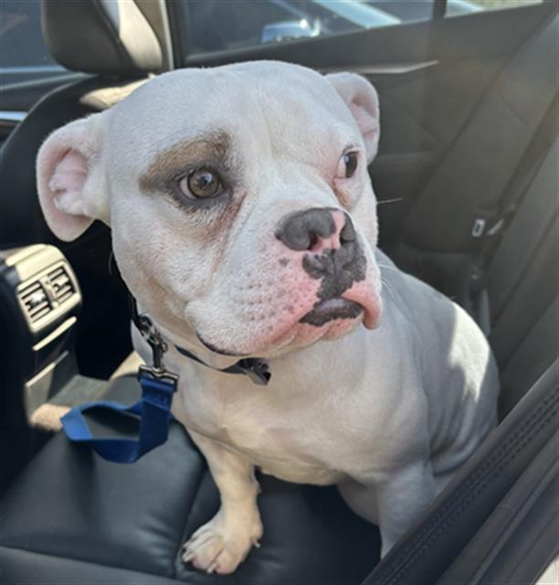 DEWY — thumbnail 2