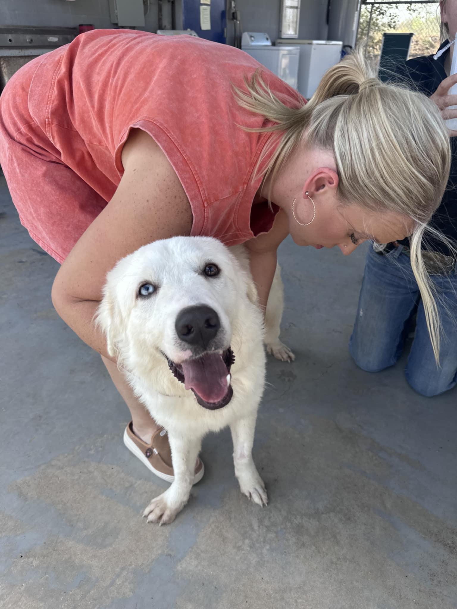 Henry SAT, a Adoptable mixed breed in San Antonio, TX image 1/6