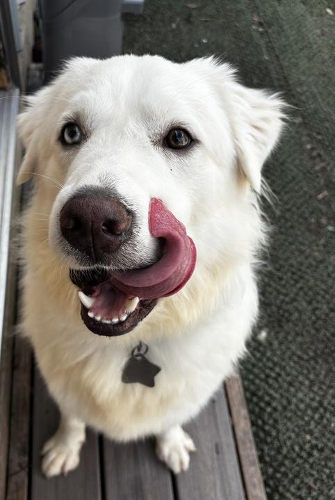 Enlarge Henry SAT, a Adoptable mixed breed in San Antonio, TX image 2/6