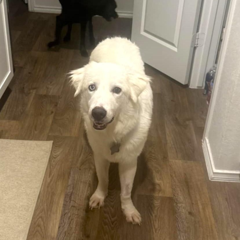 Henry SAT, Adoptable, Young Male Great Pyrenees.