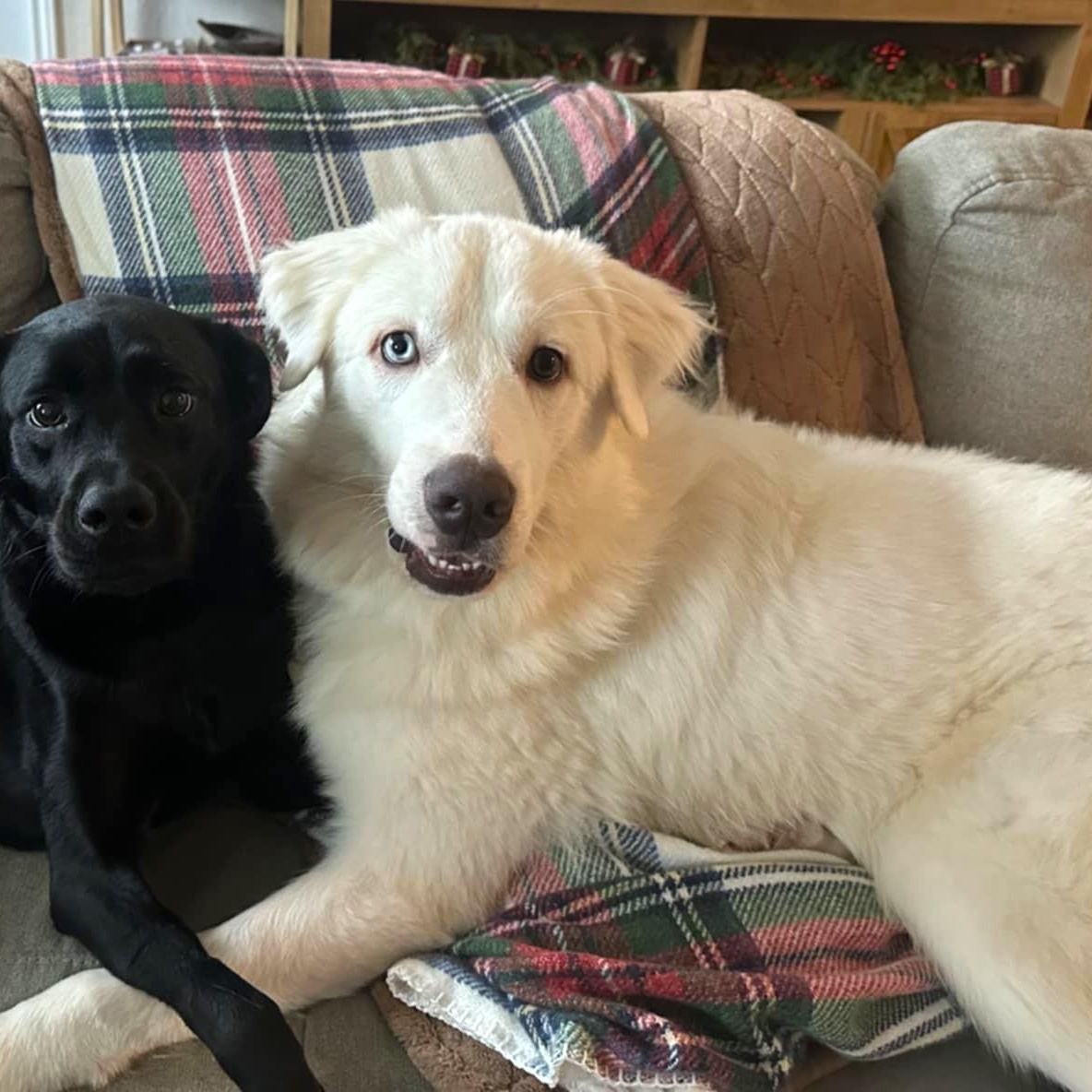 Enlarge Henry SAT, a Adoptable mixed breed in San Antonio, TX image 3/6