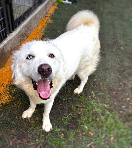 Enlarge Henry SAT, a Adoptable mixed breed in San Antonio, TX image 5/6