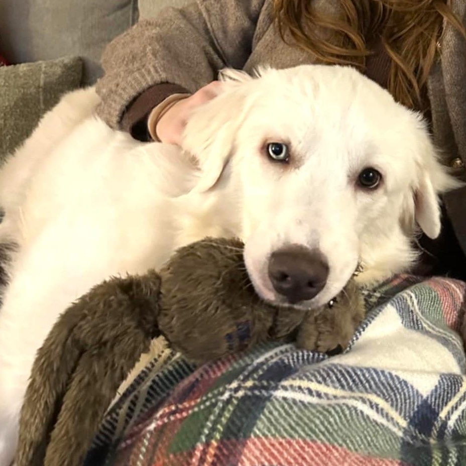 Enlarge Henry SAT, a Adoptable mixed breed in San Antonio, TX image 5/6