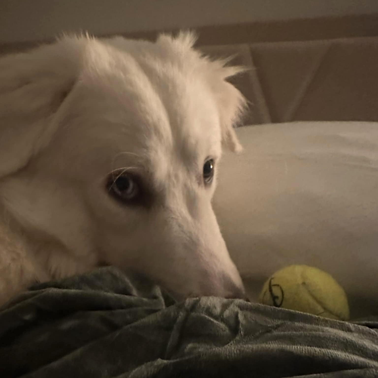 Enlarge Henry SAT, a Adoptable mixed breed in San Antonio, TX image 6/6