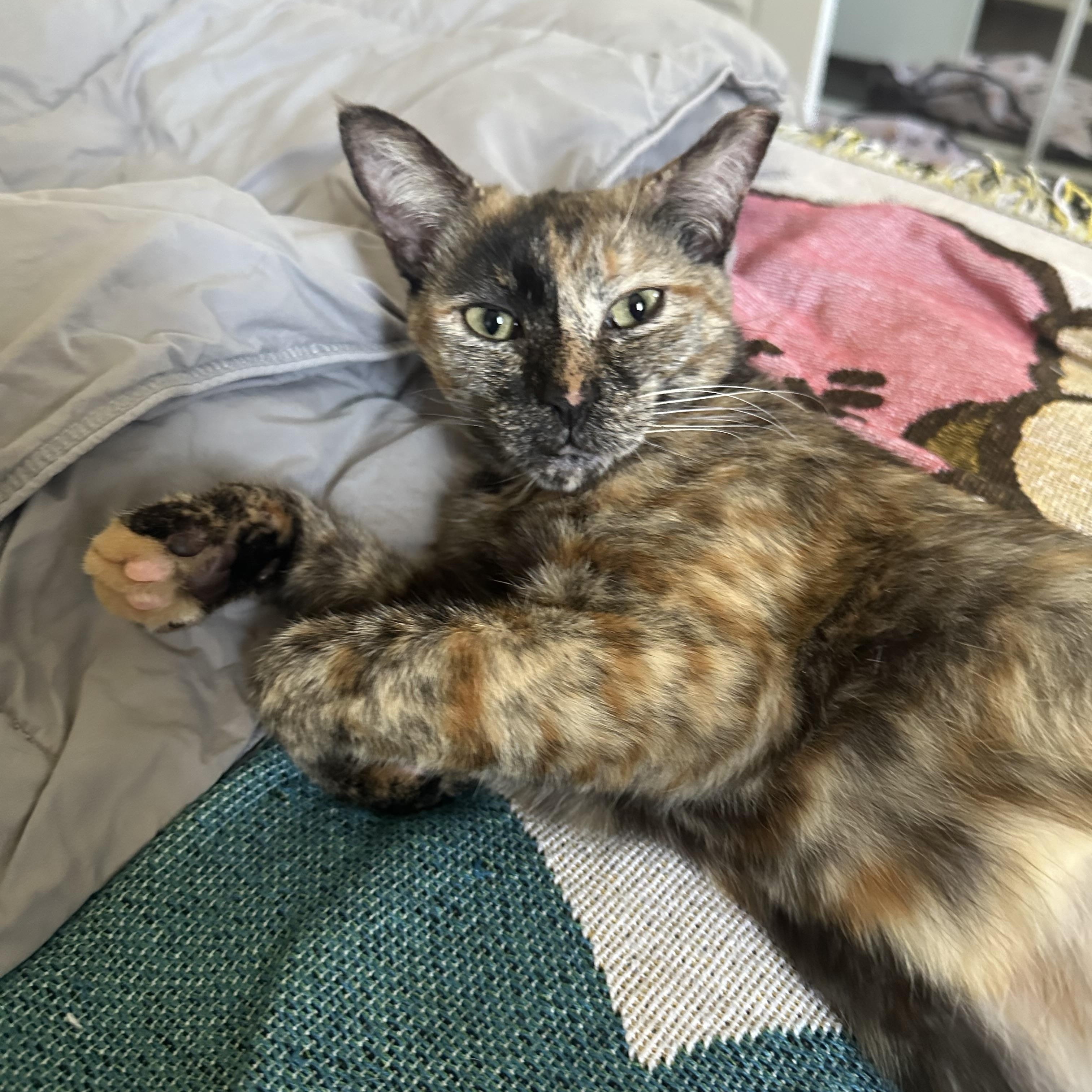 Reja (friendly / chill / lovebug), Adult Female unknown