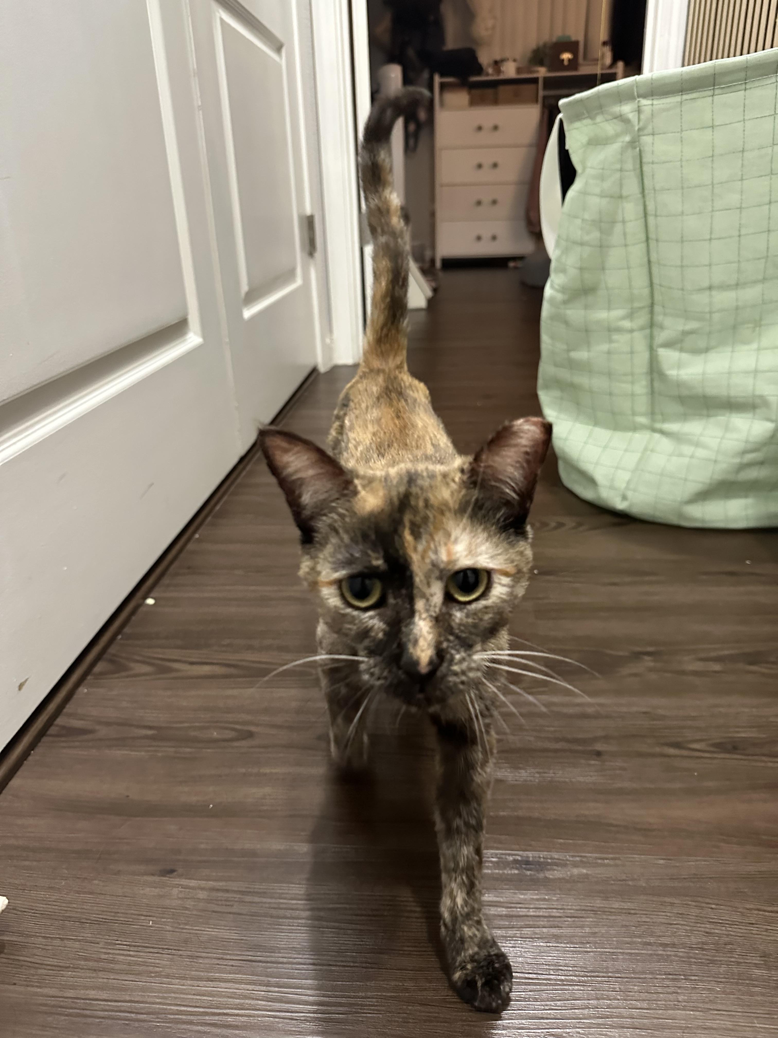 Reja (friendly / chill / lovebug)