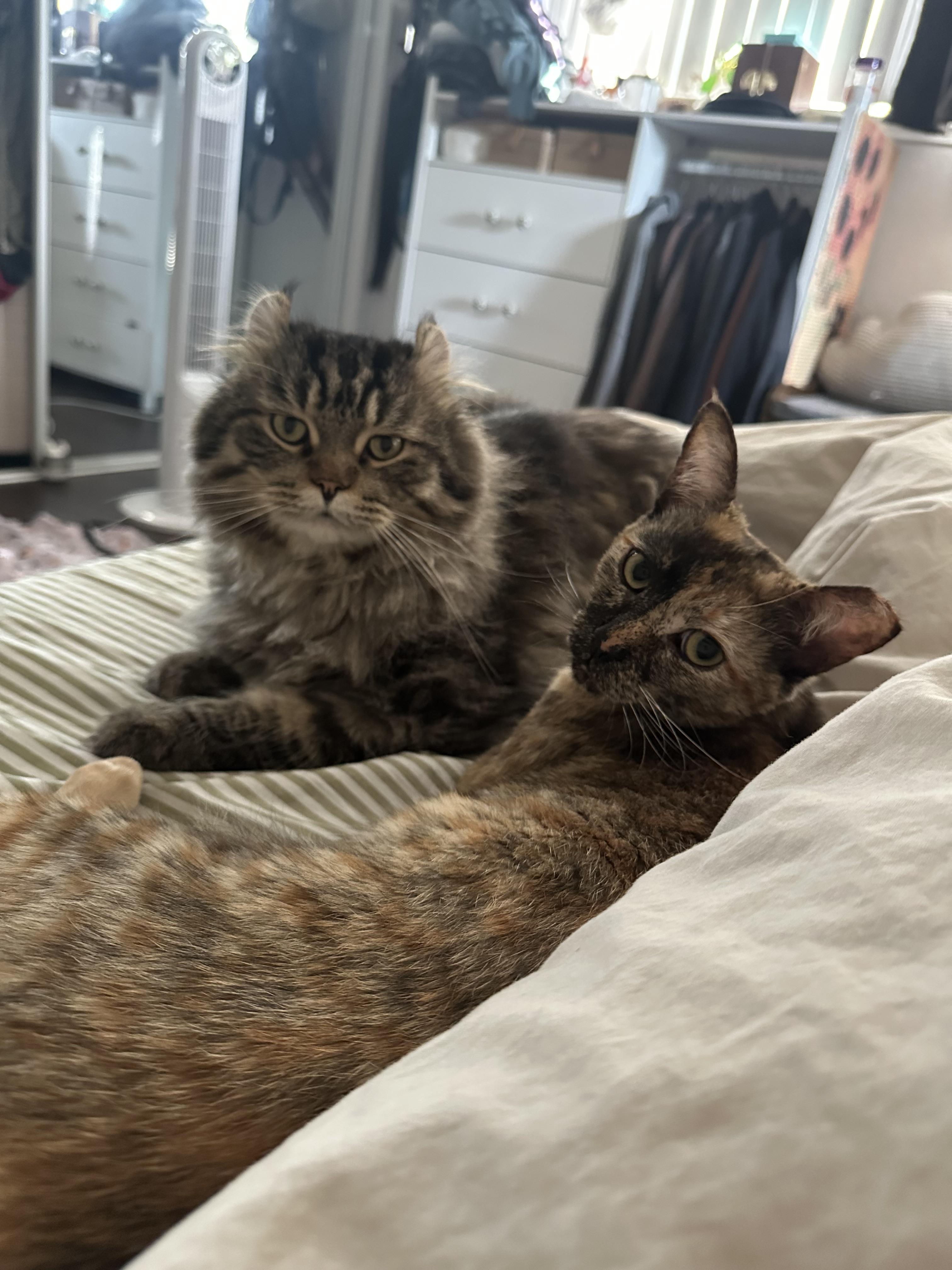 Reja (friendly / chill / lovebug), a Adoptable mixed breed in San Jose, CA image 3/4