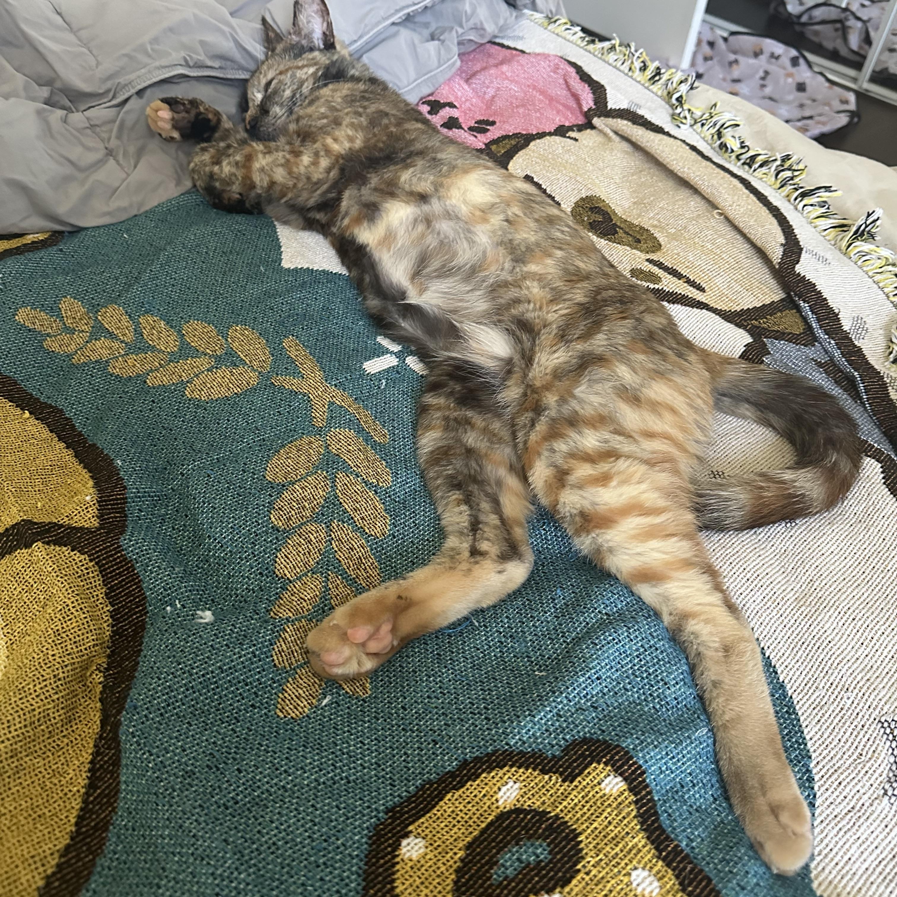 Reja (friendly / chill / lovebug)