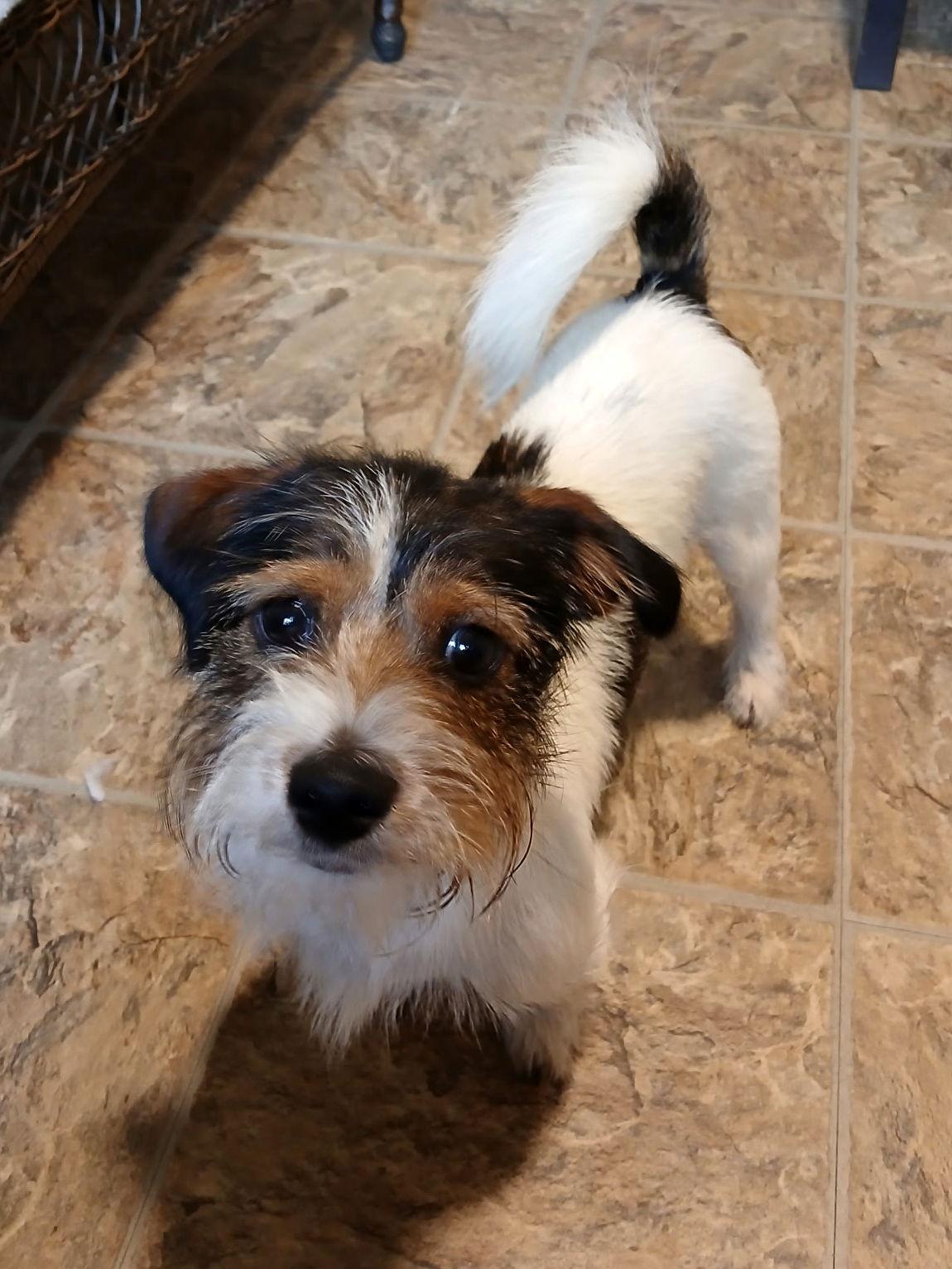 Enlarge Rascal, a Adopted mixed breed in Eastman, GA image 1/1
