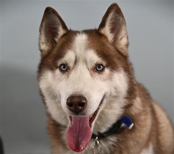 CANELO, Adoptable, Adult Male Siberian Husky.