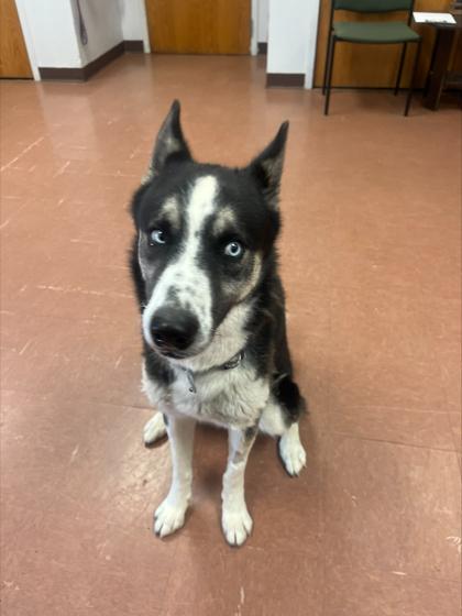 Enlarge Mateo, a Adopted mixed breed in Rapid City, SD image 3/3