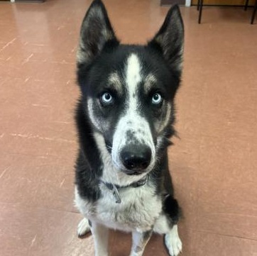 Mateo, Adoptable, Adult Male Siberian Husky.