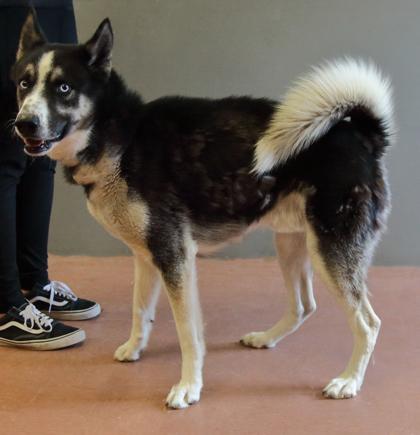 Enlarge Mateo, a Adopted mixed breed in Rapid City, SD image 2/3