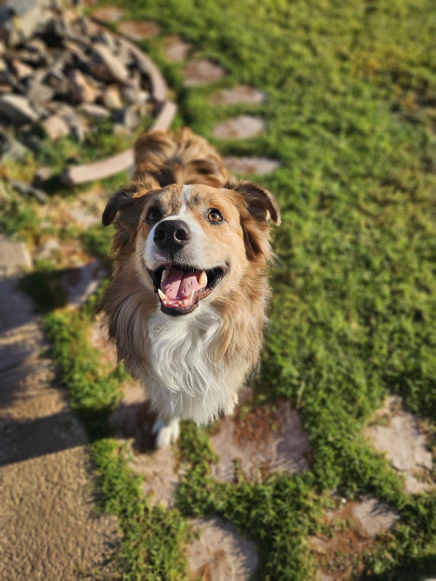 Enlarge Oakley ***Courtesy Post***, a Adopted Australian Shepherd in Glendale, AZ image 1/3