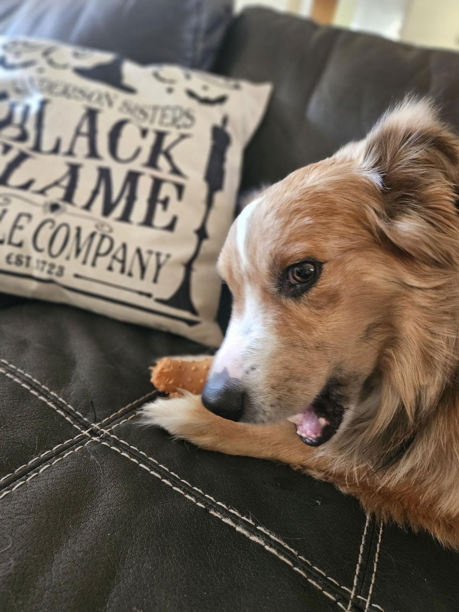 Enlarge Oakley ***Courtesy Post***, a Adopted Australian Shepherd in Glendale, AZ image 2/3