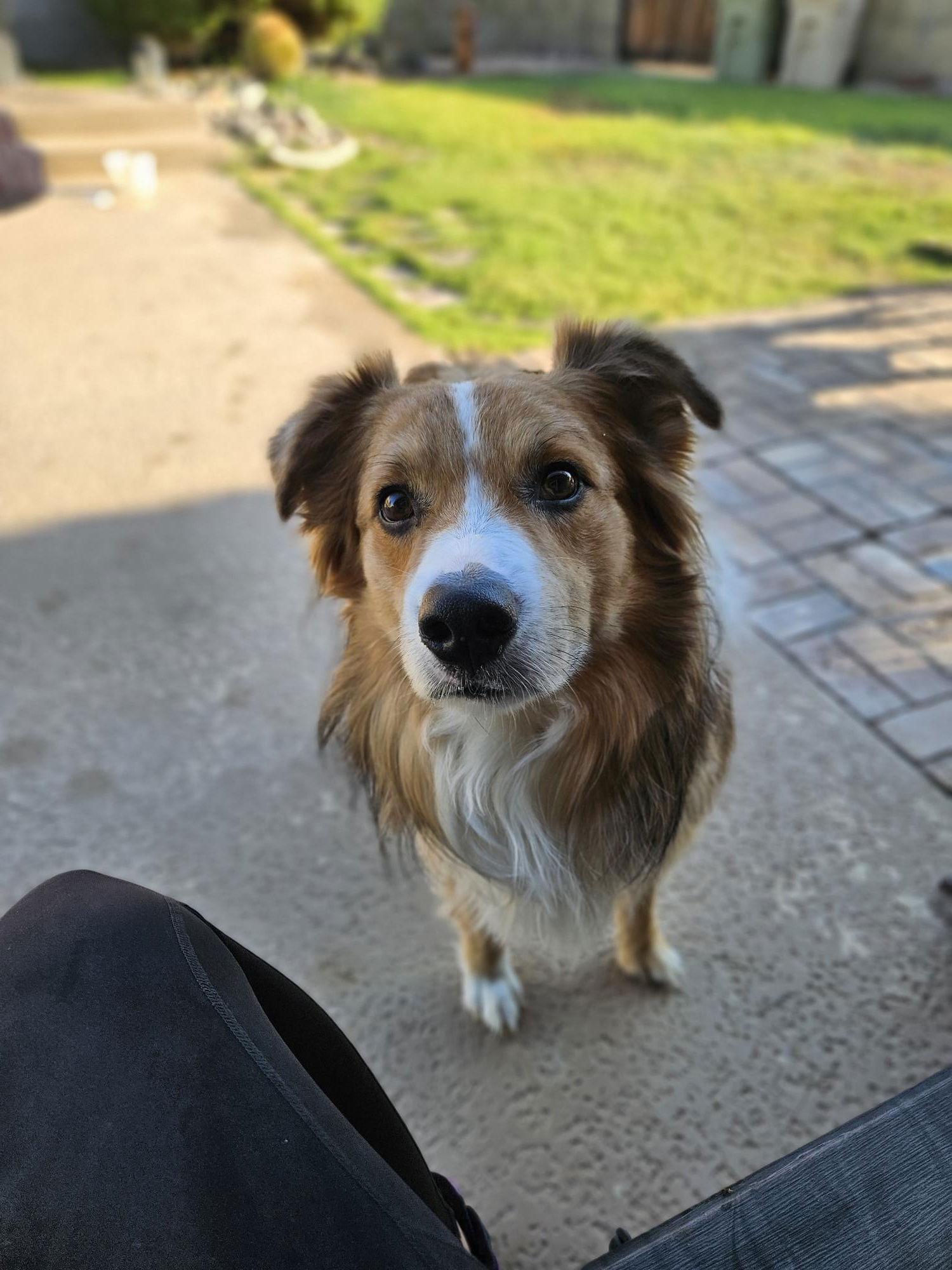 Enlarge Oakley ***Courtesy Post***, a Adopted Australian Shepherd in Glendale, AZ image 3/3