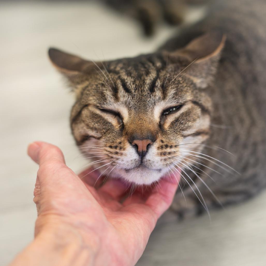 Bear, Adoptable, Adult Male Domestic Short Hair.