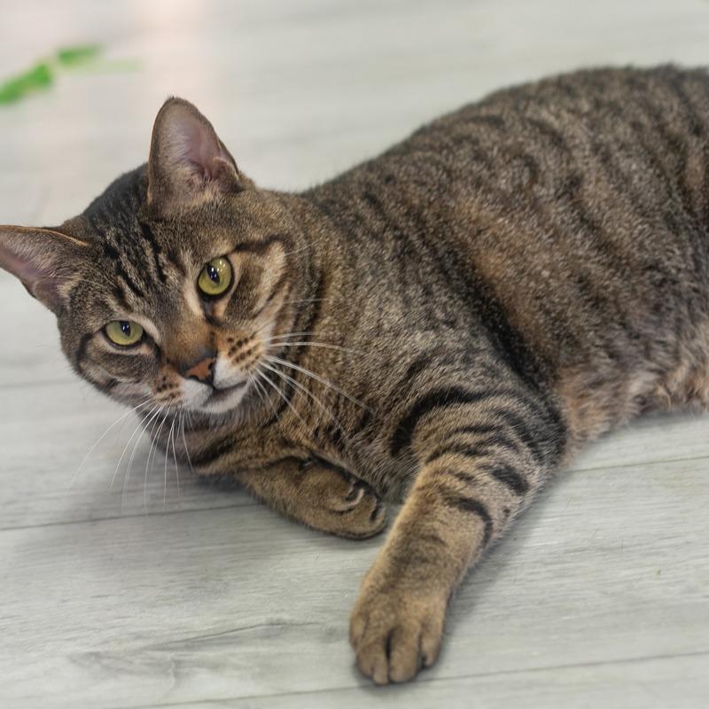 Bear, a Adoptable Domestic Short Hair in St. Augustine, FL image 2/6