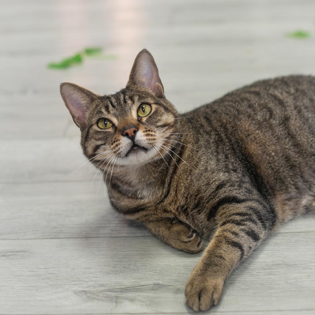 Bear, a Adoptable Domestic Short Hair in St. Augustine, FL image 3/6