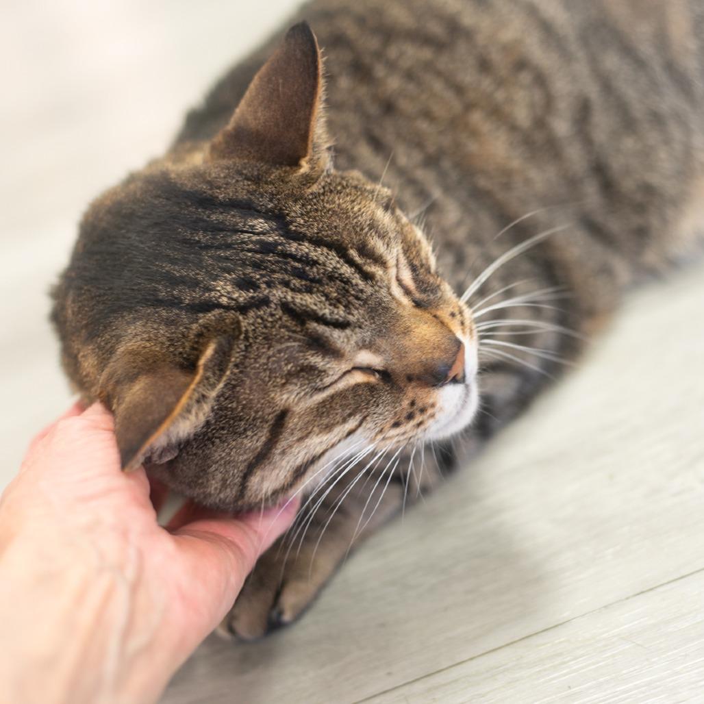 Bear, a Adoptable Domestic Short Hair in St. Augustine, FL image 4/6