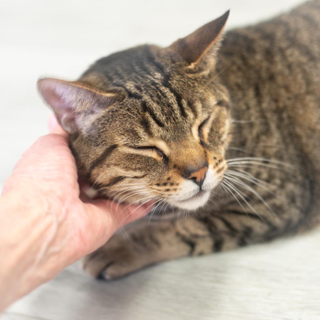 Bear, a Adoptable Domestic Short Hair in St. Augustine, FL image 5/6