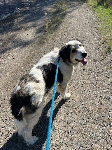 Enlarge Gigi, a Adoptable mixed breed in Libby, MT image 3/5