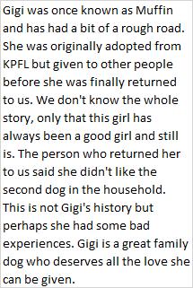 Enlarge Gigi, a Adoptable mixed breed in Libby, MT image 4/5