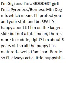 Enlarge Gigi, a Adoptable mixed breed in Libby, MT image 5/5