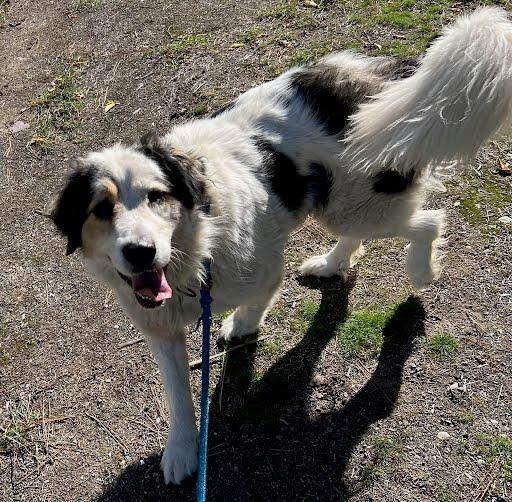 Enlarge Gigi, a Adoptable mixed breed in Libby, MT image 2/5