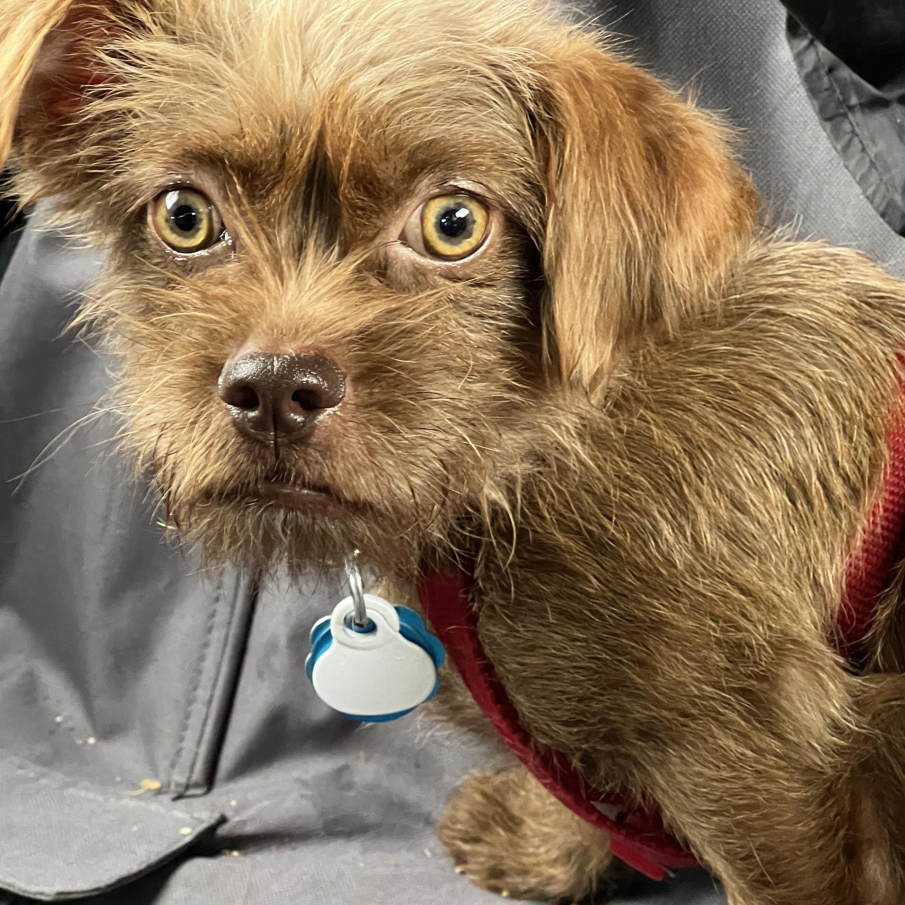 Enlarge Perkins - Brussels Griffon Mix, an adoptable mixed breed in Tulsa, OK image 3/4