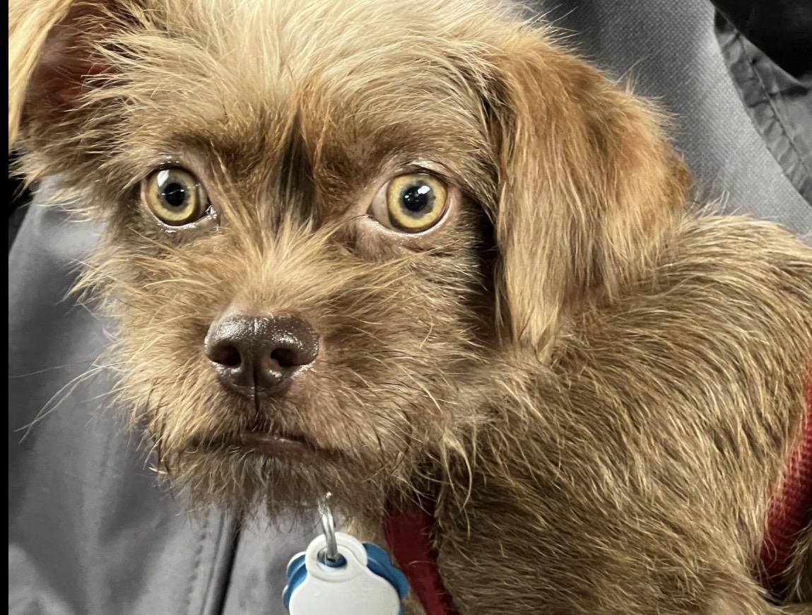 Enlarge Perkins - Brussels Griffon Mix, an adoptable mixed breed in Tulsa, OK image 1/4