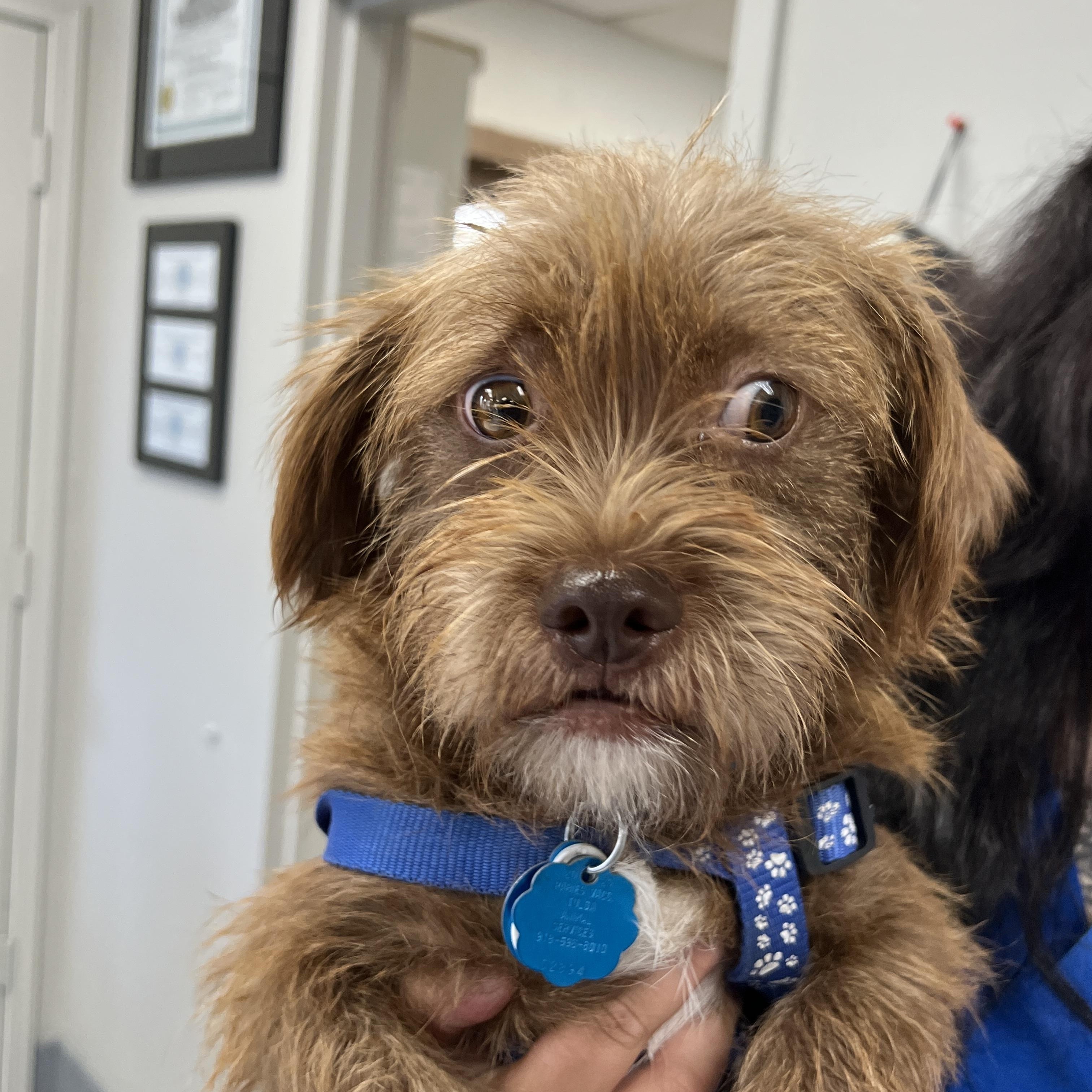 Photo of Baby Male Brussels Griffon