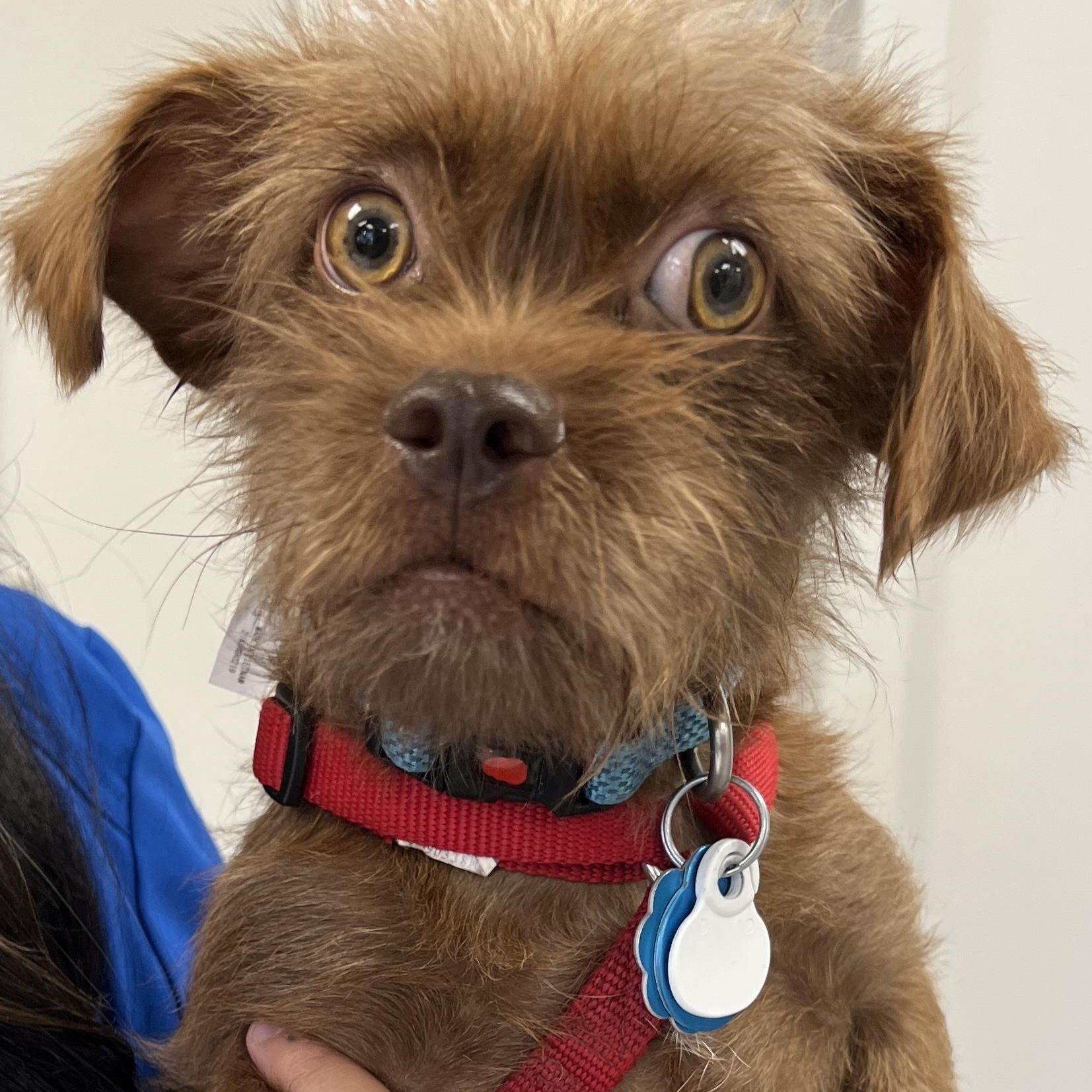 Enlarge Perkins - Brussels Griffon Mix, an adoptable mixed breed in Tulsa, OK image 4/4