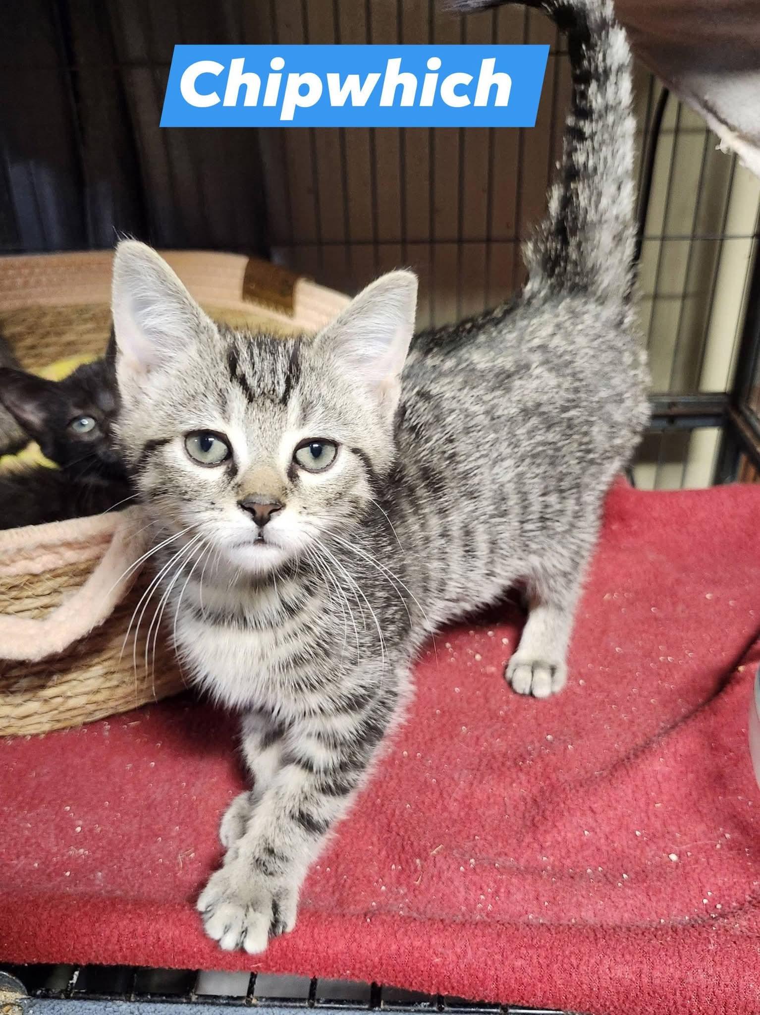Enlarge Chipwhich, an adopted Tabby in Cosby, TN image 1/1
