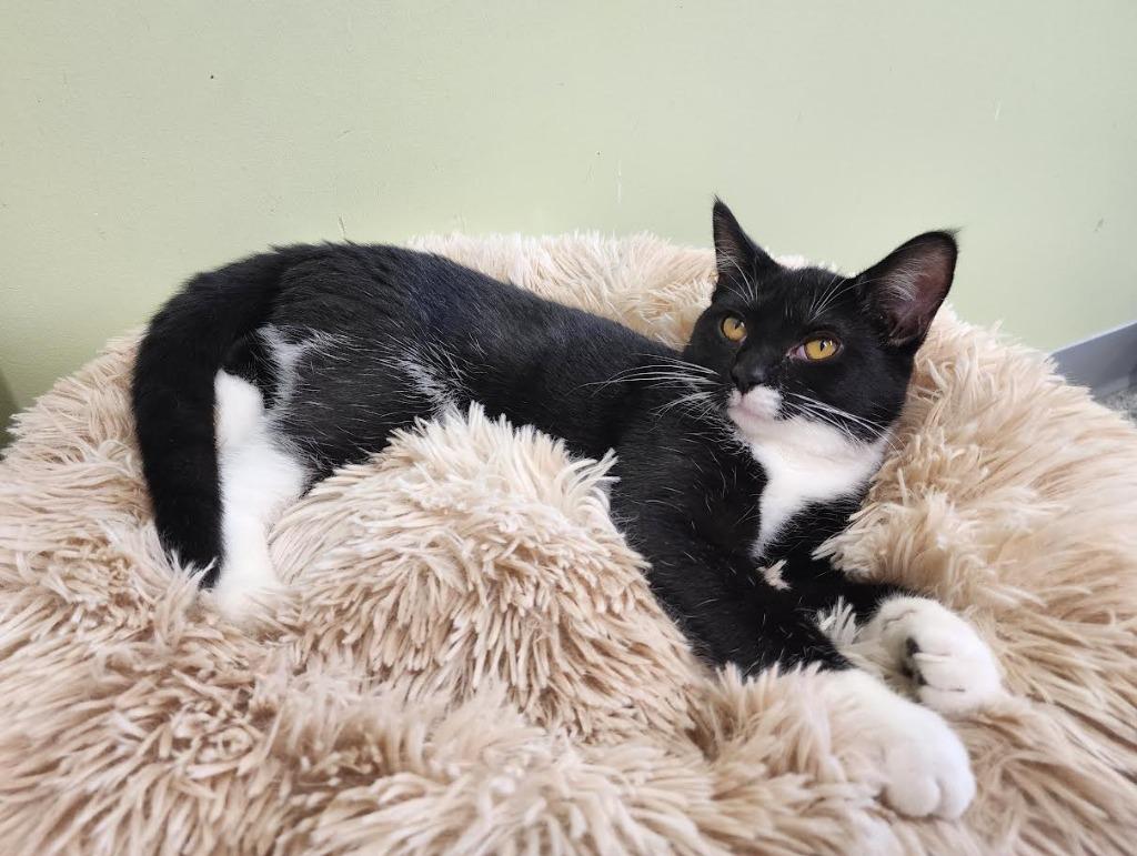 Honk-Shoo, a Adoptable mixed breed in Auburn, IN image 1/5