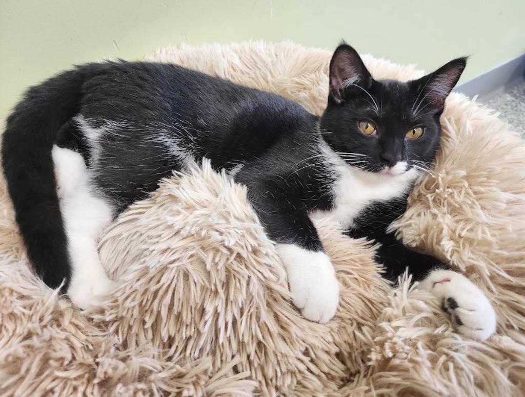 Honk-Shoo, a Adoptable mixed breed in Auburn, IN image 3/5