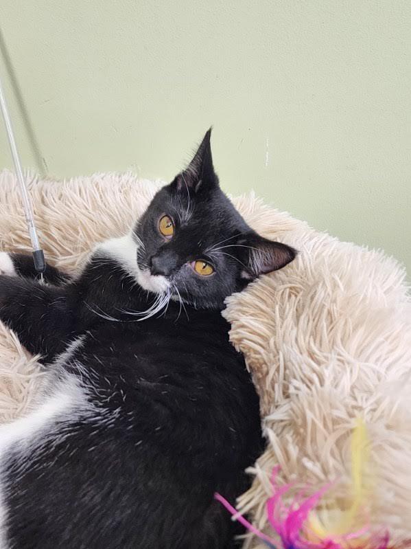 Honk-Shoo, a Adoptable mixed breed in Auburn, IN image 4/5