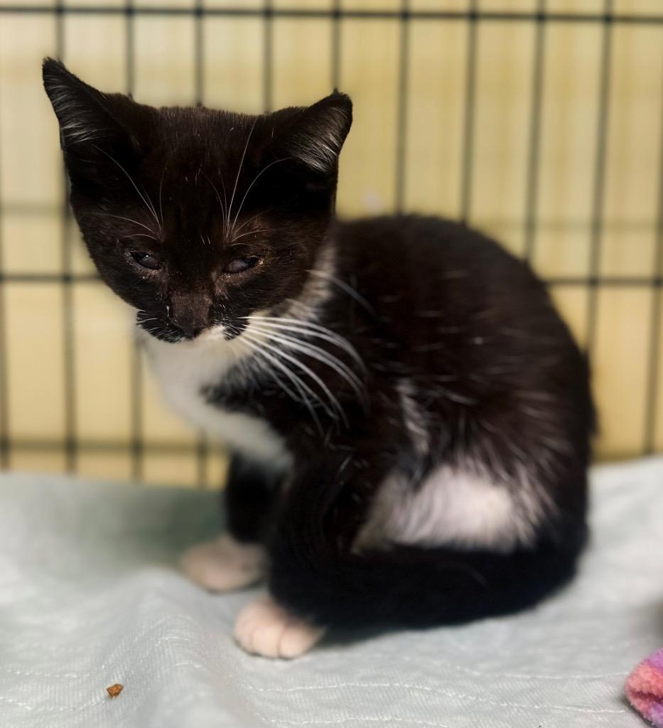 Honk-Shoo, a Adoptable mixed breed in Auburn, IN image 5/5