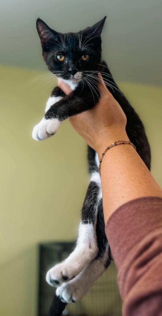 Enlarge Honk-Shoo, a Adopted mixed breed in Auburn, IN image 5/5