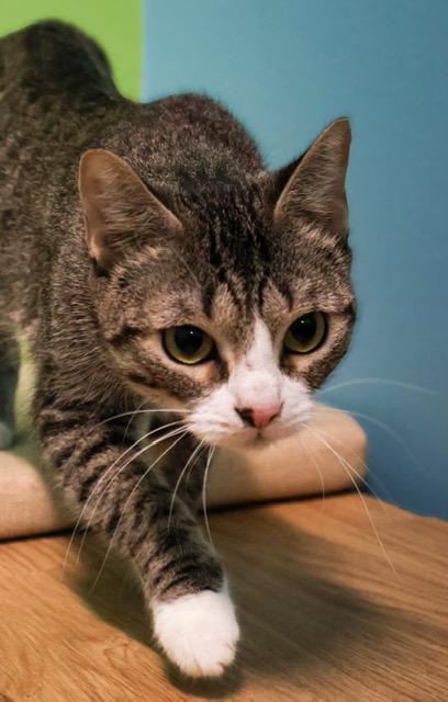 Enlarge Omelette, an adoptable mixed breed in Converse, TX image 4/6