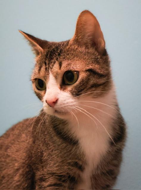 Enlarge Omelette, an adoptable mixed breed in Converse, TX image 6/6
