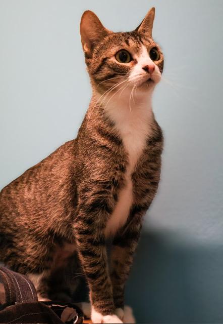 Enlarge Omelette, an adoptable mixed breed in Converse, TX image 2/6